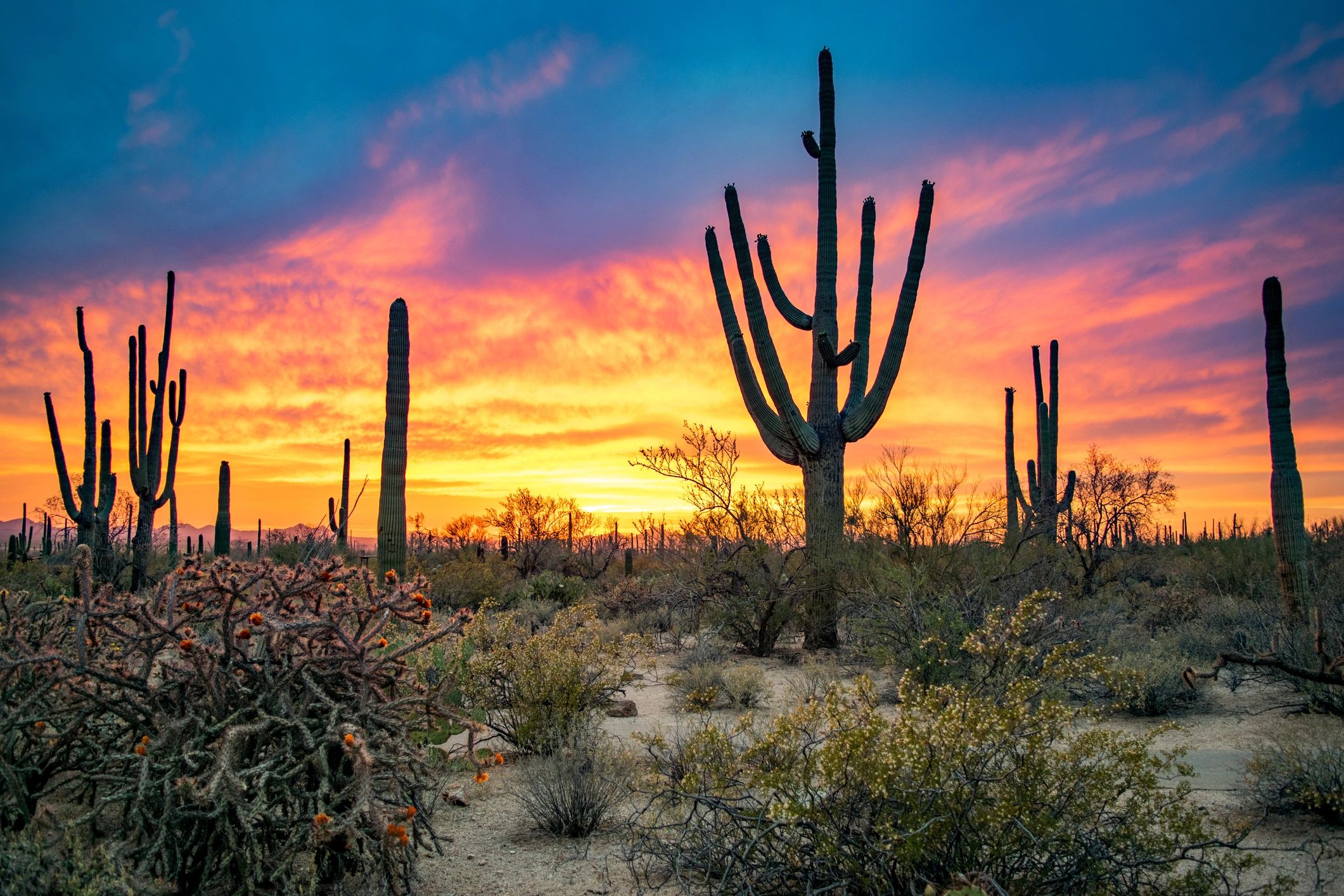 Sonoran Desert sunset in Tucson, Arizona